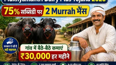 Mukhyamantri Dairy Plus Yojana 2026 me 75 percent subsidy par 2 Murrah bhains lekar gaon me 30000 rupaye mahina kamai kaise kare