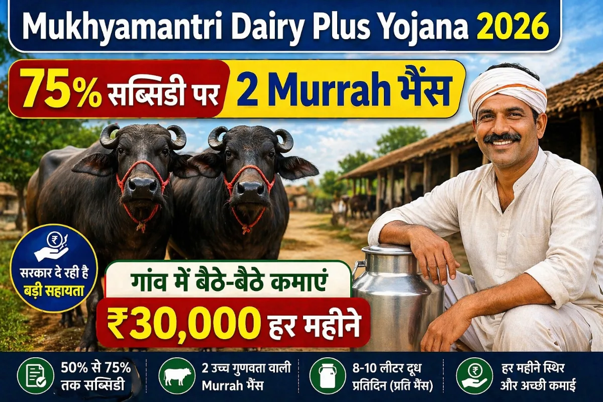 Mukhyamantri Dairy Plus Yojana 2026 me 75 percent subsidy par 2 Murrah bhains lekar gaon me 30000 rupaye mahina kamai kaise kare